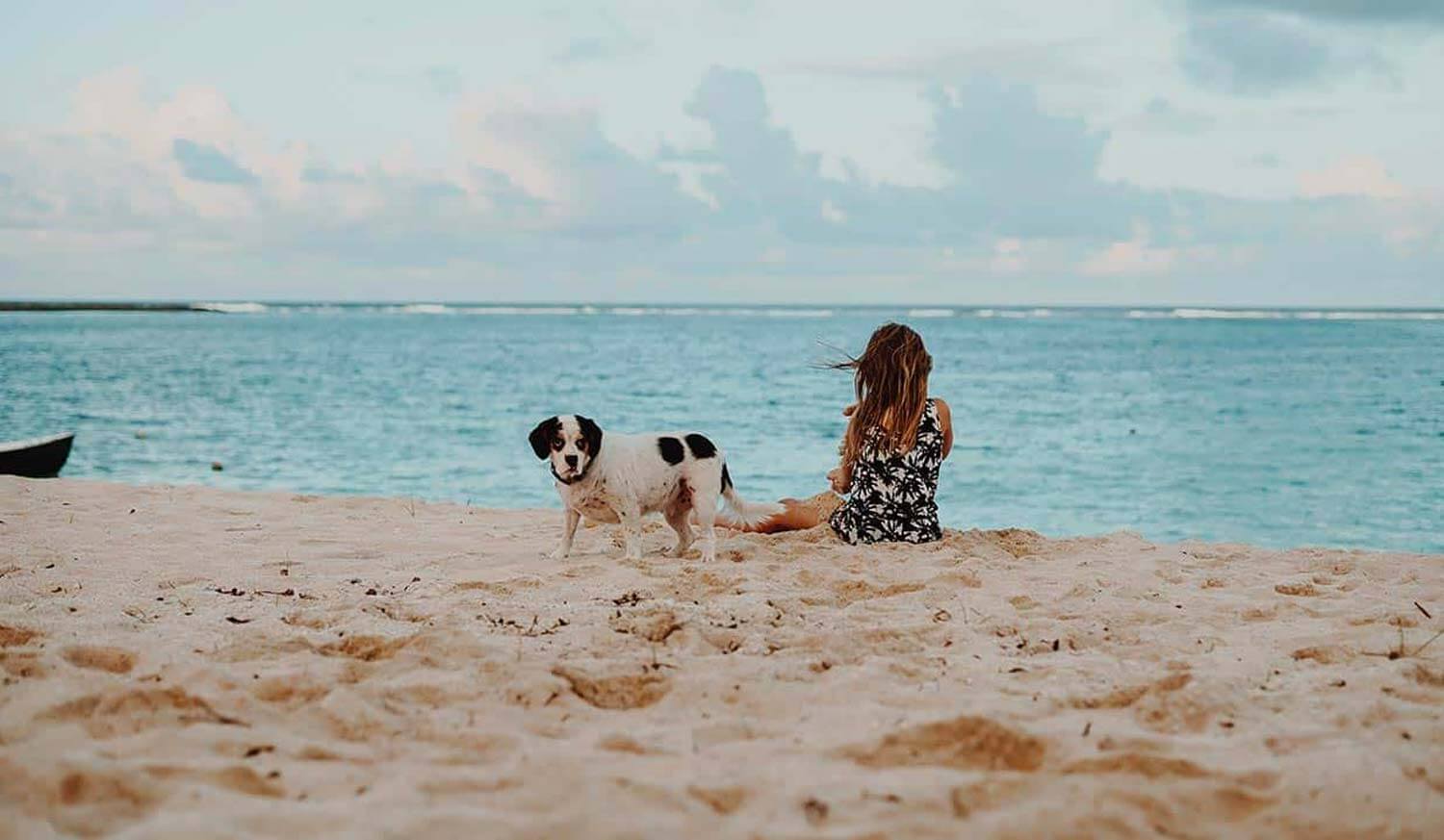 Dog on beach